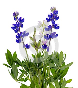 Wild blue lupine