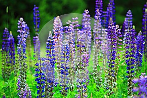 Wild Blue Lupine Flower Field