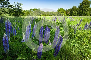 Wild blue lupine growing in a meadow in front of the forest