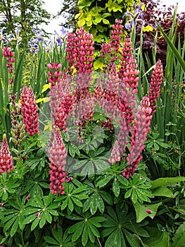 Wild blue lupines