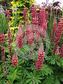 Wild blue lupines growing in summer field, fantasy colors