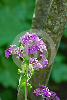 Wild Blue Phlox, Phlox divaricate