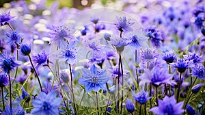 wild blue and purple flowers photo