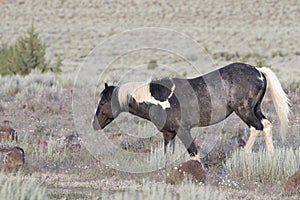 Wild Blue Roan and White Pinto