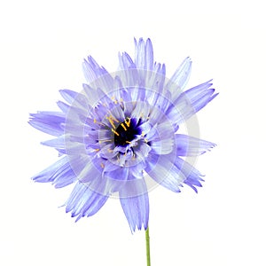 Wild blue Succory flower, Cichorium intybus