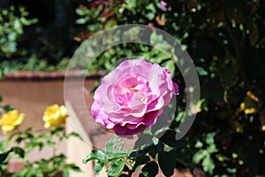 Wild Blue Yonder Rose in a Rose Garden