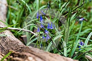 Wild Bluebell flowers in woodland,