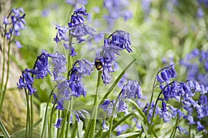 Wild bluebells