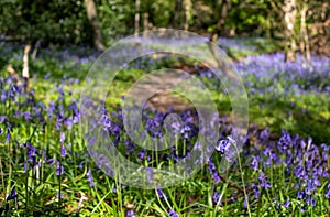 Wild bluebells on the forest floor, photographed at Pear Wood in Stanmore, Middlesex, UK