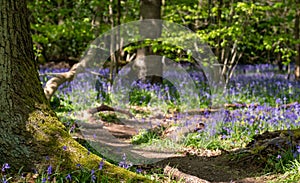 Wild bluebells on the forest floor, photographed at Pear Wood in Stanmore, Middlesex, UK