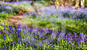 Wild bluebells on the forest floor, photographed at Pear Wood in Stanmore, Middlesex, UK