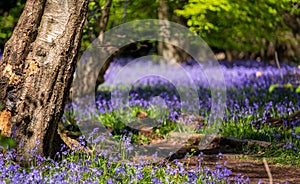 Wild bluebells on the forest floor, photographed at Pear Wood in Stanmore, Middlesex, UK