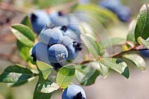 Wild Blueberries