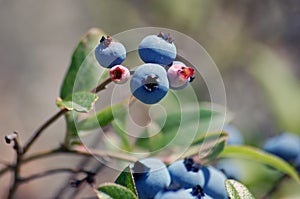 Wild Blueberries