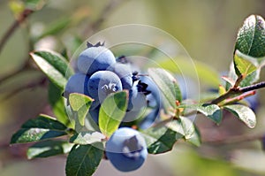 Wild Blueberries