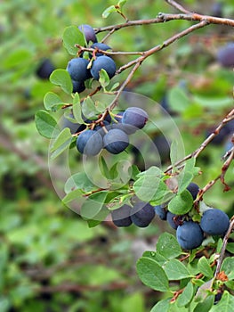 Wild Blueberries