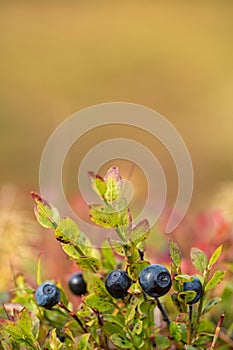 Wild blueberries