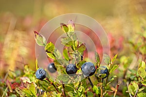 Wild blueberries