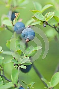 Wild Blueberries