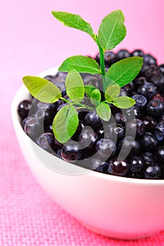 Wild Blueberries