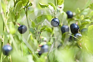 Wild blueberries