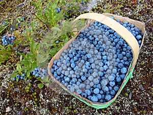 Wild blueberries