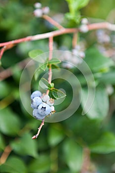 Wild Blueberries