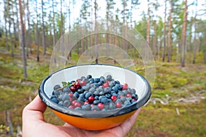 Wild blueberries /bilberries/ and lingonberries collected into a plate in the pine tree forest