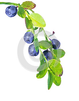 Wild blueberries branch