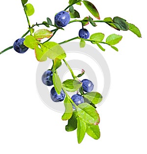 Wild blueberries branch
