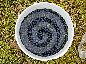 Wild blueberries bucket