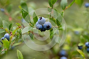 Wild Blueberries in the Forest