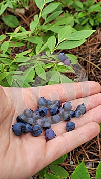 Wild blueberries fruit held in hand with wild lowland blueberry bush on forest floor