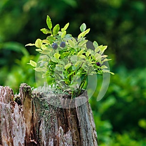 Wild blueberries, on green vegetative background