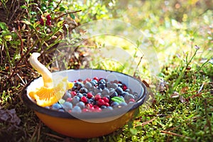 Wild blueberries and lingonberries with chanterelle mushroom in bowl on ground among moss