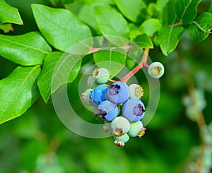 Wild blueberries ripening