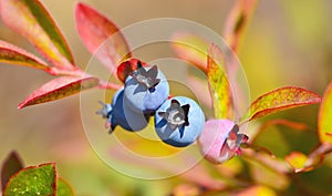 Wild blueberries