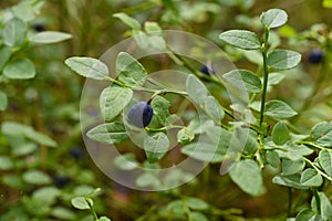 Wild blueberries Vaccinium myrtillus