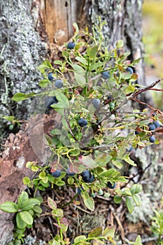 Wild blueberry bushes with ripe berries in forest. Seasonal huckleberry