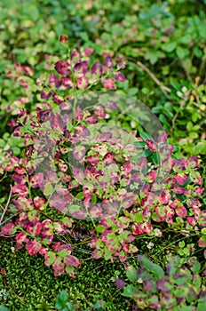 Wild blueberry leaves