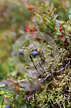 Wild Blueberry Picking