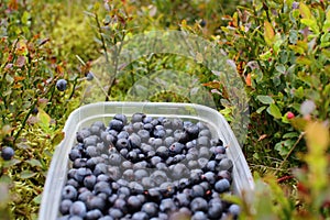 Wild Blueberry Picking