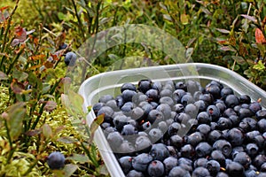 Wild Blueberry Picking