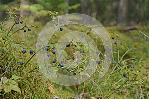 Wild blueberry in the summer forest