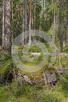 Wild blueberry in the summer forest