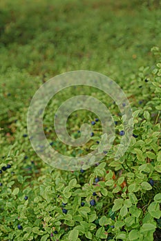 Wild blueberry in the summer forest