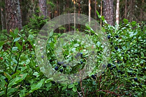 Wild Blueberry, Vaccinium myrtillus, in lush boreal forest