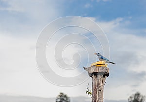 Wild Bluebird (Thraupis episcopus) Enjoying Banana Treat in Countryside Scene