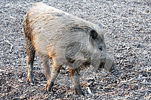 Wild boar