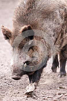 WILD BOAR